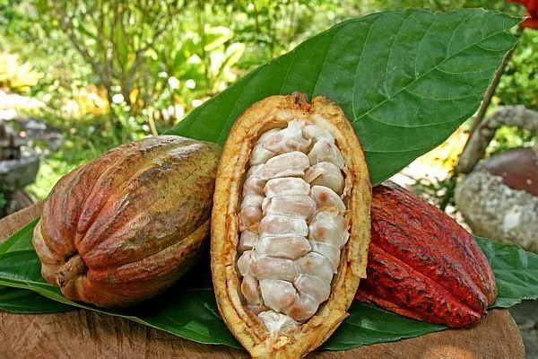 Cacao_Plant_Outdoor_Plant