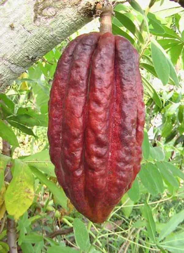 Cacao_Plant_Outdoor_Plant