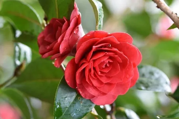 Camellia_Flower__Plant,Gardens_Outdoors_Flower_Plant,Very_Beautiful_Camellia_Japonica_Kamiliya_Flower_(Queen_Of_Winter)__Pant_Original_Variety_(Red)
