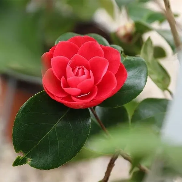 Camellia_Flower__Plant,Gardens_Outdoors_Flower_Plant,Very_Beautiful_Camellia_Japonica_Kamiliya_Flower_(Queen_Of_Winter)__Pant_Original_Variety_(Red)