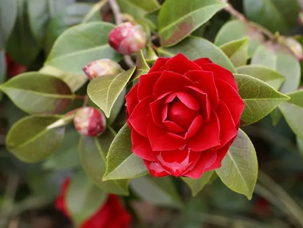 Camellia_Flower__Plant,Gardens_Outdoors_Flower_Plant,Very_Beautiful_Camellia_Japonica_Kamiliya_Flower_(Queen_Of_Winter)__Pant_Original_Variety_(Red)