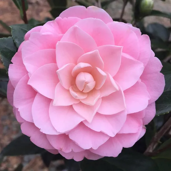 Camellia_Pink_Flower__Plant,Gardens_Outdoors_Flower_Plant,Very_Beautiful_Camellia_Japonica_Kamiliya_Flower_(Queen_Of_Winter)__Pant_Original_Variety
