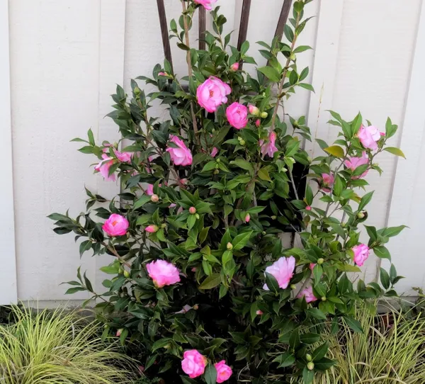 Camellia_Pink_Flower__Plant,Gardens_Outdoors_Flower_Plant,Very_Beautiful_Camellia_Japonica_Kamiliya_Flower_(Queen_Of_Winter)__Pant_Original_Variety
