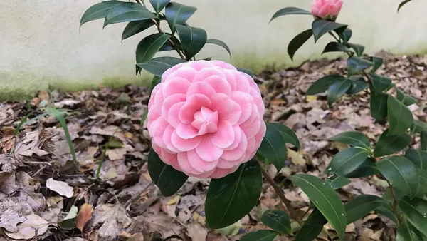 Camellia_Pink_Flower__Plant,Gardens_Outdoors_Flower_Plant,Very_Beautiful_Camellia_Japonica_Kamiliya_Flower_(Queen_Of_Winter)__Pant_Original_Variety
