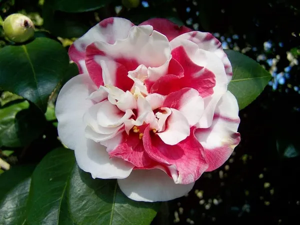 Camellia_Flower__Plant,Gardens_Outdoors_Flower_Plant,Very_Beautiful_Camellia_Japonica_Kamiliya_Flowe,Original_Variety__Flower_Plant_For_Home_Garden_Multicolour