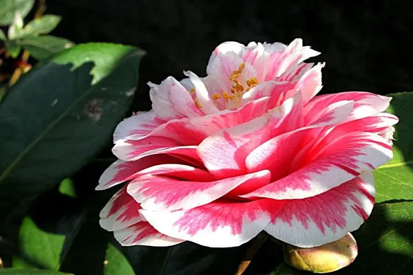 Camellia_Flower__Plant,Gardens_Outdoors_Flower_Plant,Very_Beautiful_Camellia_Japonica_Kamiliya_Flowe,Original_Variety__Flower_Plant_For_Home_Garden_Multicolour