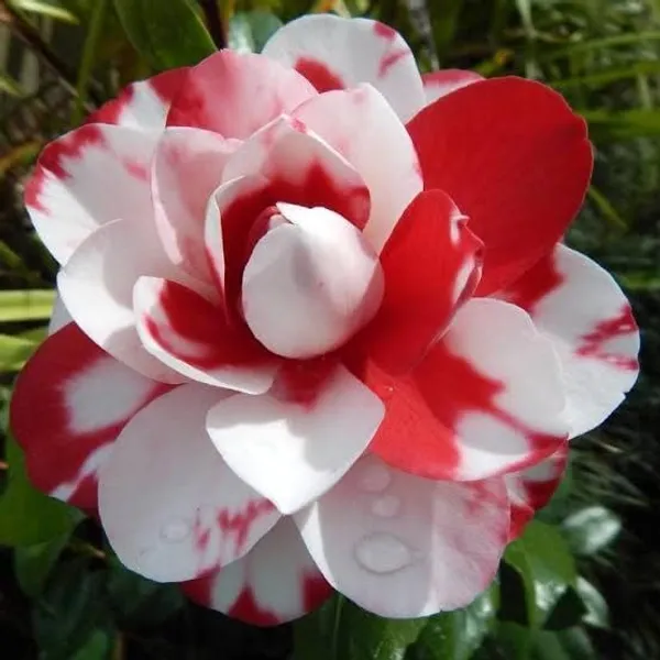 Camellia_Flower__Plant,Gardens_Outdoors_Flower_Plant,Very_Beautiful_Camellia_Japonica_Kamiliya_Flowe,Original_Variety__Flower_Plant_For_Home_Garden_Multicolour