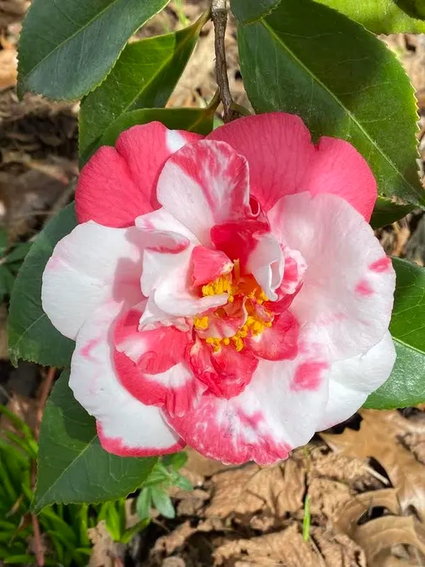Camellia_Flower__Plant,Gardens_Outdoors_Flower_Plant,Very_Beautiful_Camellia_Japonica_Kamiliya_Flowe,Original_Variety__Flower_Plant_For_Home_Garden_Multicolour