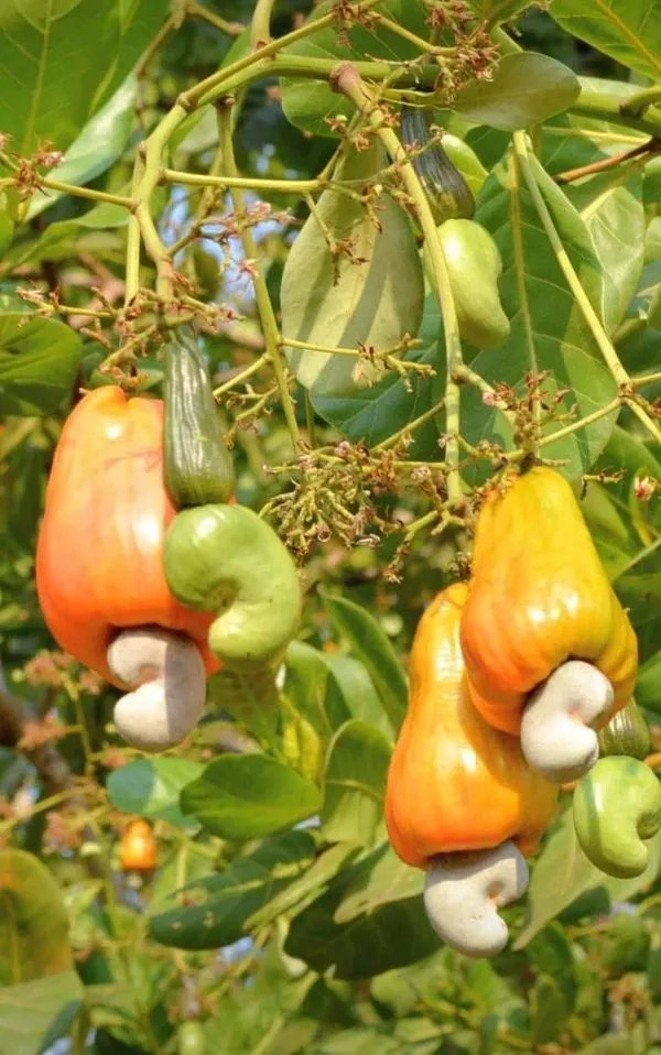 Cashew_Plant_For_Sale_|_Cashew_Nut_Fruit_Tree_|_Kaju_Plant_Online_|_Buy_Cashew_Nut_Tree_Grafted
