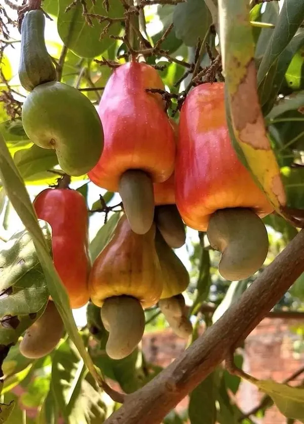 Cashew_Plant_For_Sale_|_Cashew_Nut_Fruit_Tree_|_Kaju_Plant_Online_|_Buy_Cashew_Nut_Tree_Grafted