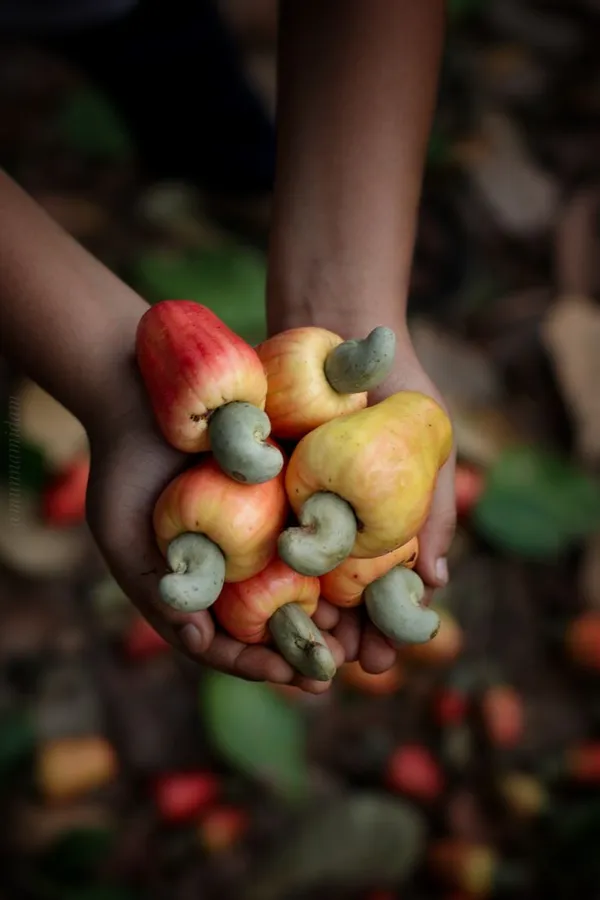 Cashew_Plant_For_Sale_|_Cashew_Nut_Fruit_Tree_|_Kaju_Plant_Online_|_Buy_Cashew_Nut_Tree_Grafted