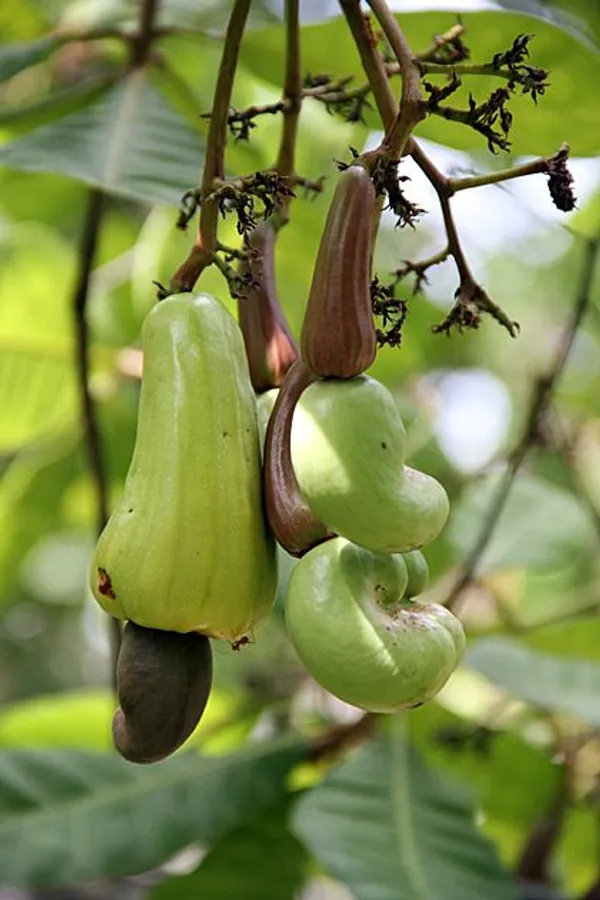 Cashew_Plant_For_Sale_|_Cashew_Nut_Fruit_Tree_|_Kaju_Plant_Online_|_Buy_Cashew_Nut_Tree_Grafted