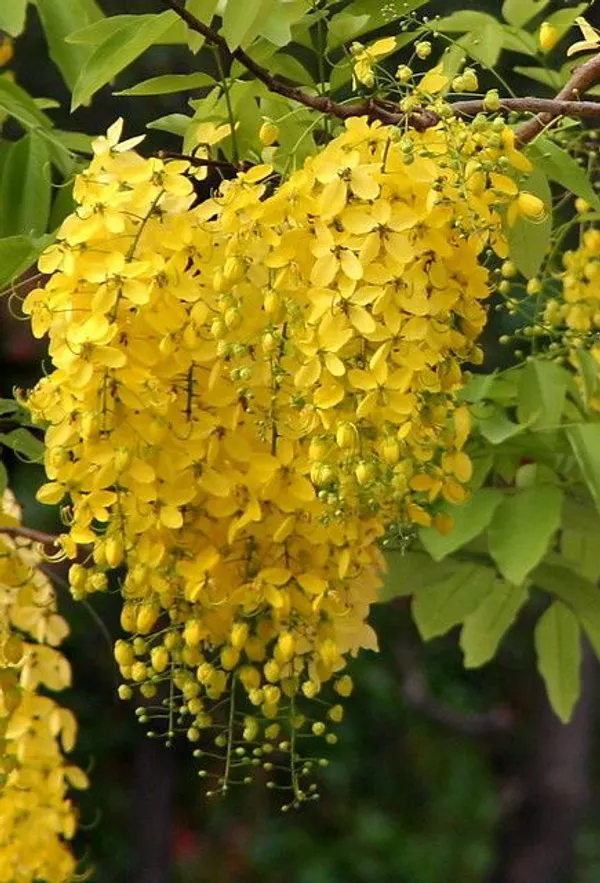 Cassia_Fistula_|_Cassia_Fistula_|_Amaltas_|_Golden_Shower_Tree