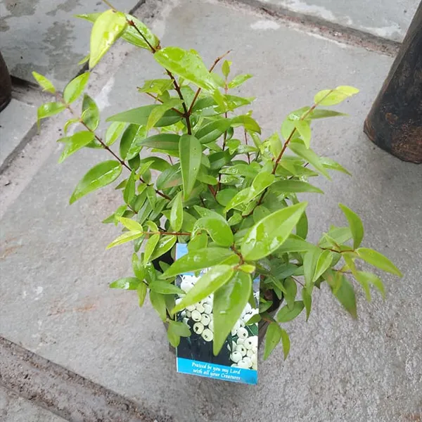 Cat_Eye_(Poocha_Pazham)_Fruit_Plant