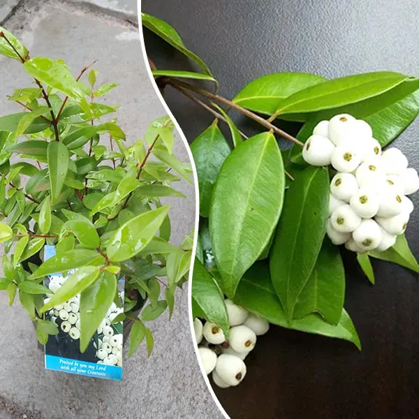 Cat_Eye_(Poocha_Pazham)_Fruit_Plant