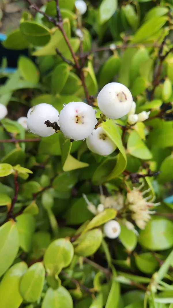 Cat_Eye_(Poocha_Pazham)_Fruit_Plant