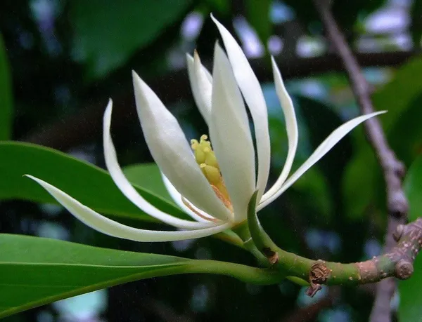 White_Swarna_Chapa_Flower_White_Son_Chapa_(Michelia_Champaca)_Magnolia_Champaca__Plant_Original_Variety_Outdoors_Flower_Plant