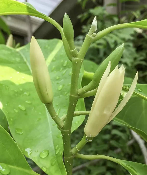 White_Swarna_Chapa_Flower_White_Son_Chapa_(Michelia_Champaca)_Magnolia_Champaca__Plant_Original_Variety_Outdoors_Flower_Plant
