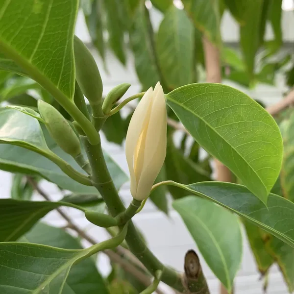 White_Swarna_Chapa_Flower_White_Son_Chapa_(Michelia_Champaca)_Magnolia_Champaca__Plant_Original_Variety_Outdoors_Flower_Plant