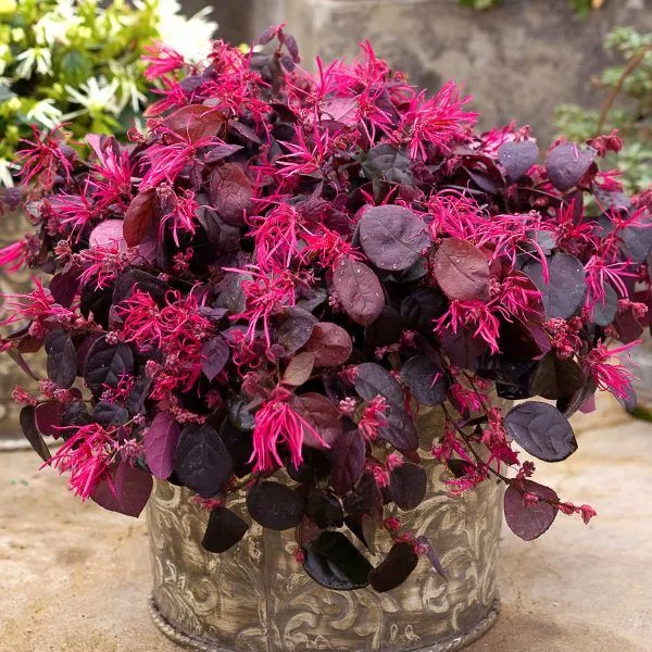 Chinese_Fringe-Flower_-_Loropetalum_Chinense