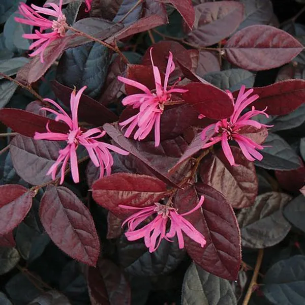 Chinese_Fringe-Flower_-_Loropetalum_Chinense