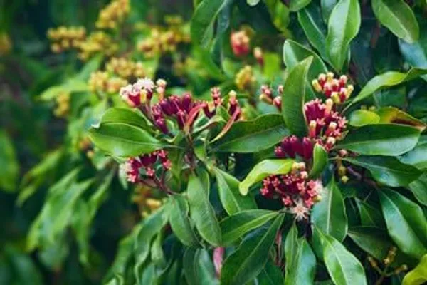 Clove_Plant,_Lobongo_Plant_Hybrid/All_Time