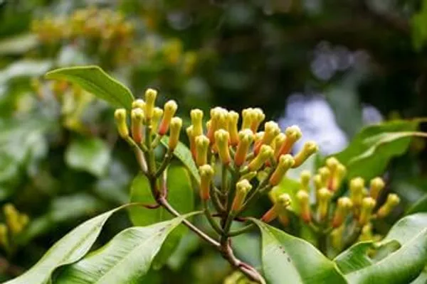 Clove_Plant,_Lobongo_Plant_Hybrid/All_Time