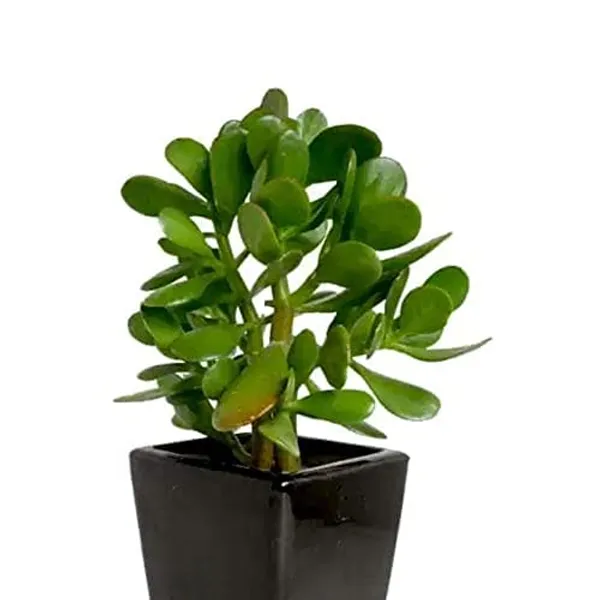 Crassula_Ovata_Helthy__Plant_For_House_And_Office