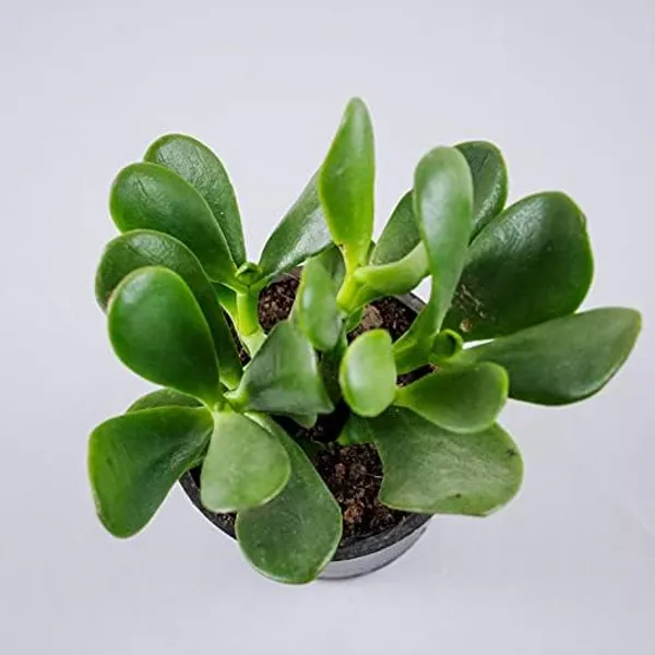 Crassula_Ovata_Helthy__Plant_For_House_And_Office