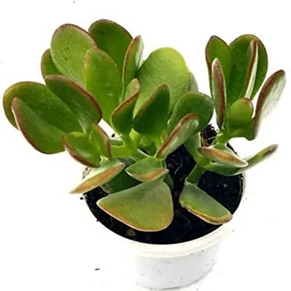 Crassula_Ovata_Helthy__Plant_For_House_And_Office