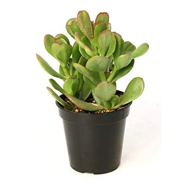 Crassula_Ovata_Helthy__Plant_For_House_And_Office