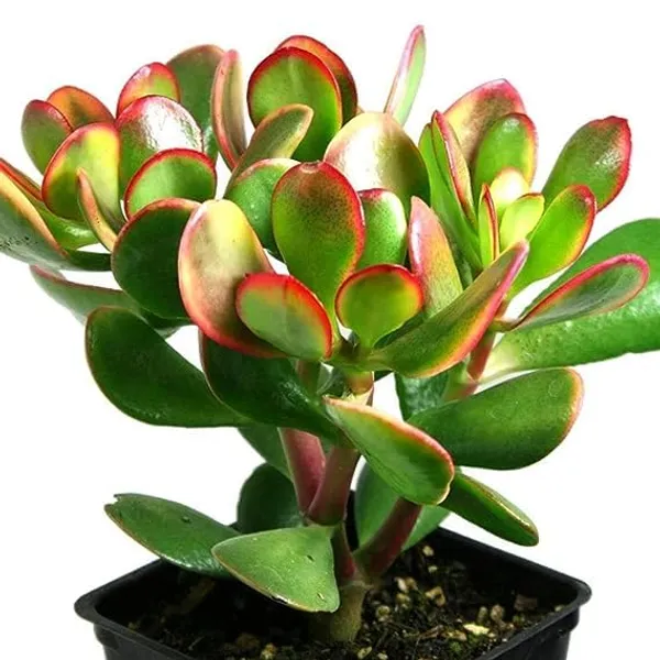Crassula_Ovata_Helthy__Plant_For_House_And_Office
