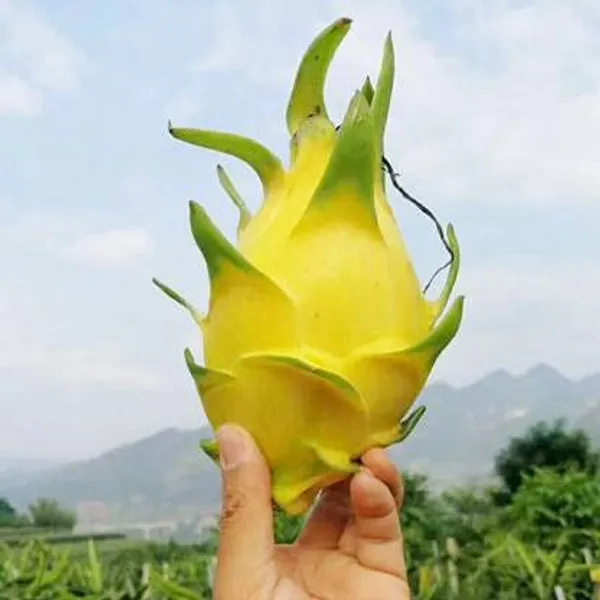Yellow_Skin_Dragon_Fruit__Indoor_Outdoor_Ornamental_Plant_(Pack_Of_1)