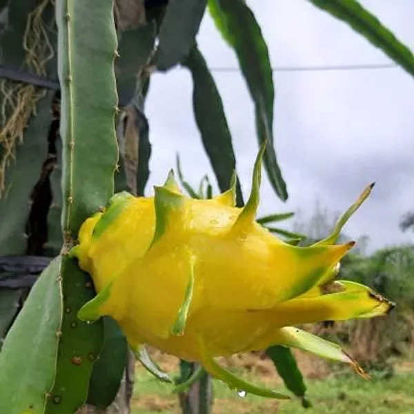 Yellow_Skin_Dragon_Fruit__Indoor_Outdoor_Ornamental_Plant_(Pack_Of_1)