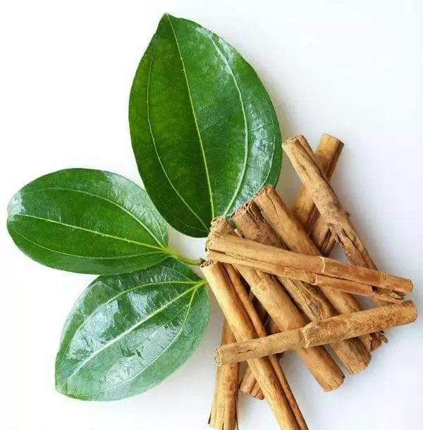 Cinnamomum_Verum_Dalchini__Plant_Air_Layer_Grafted_Healthy_Plant_For_Home_Gardening_Indoor_Outdoor_Plant