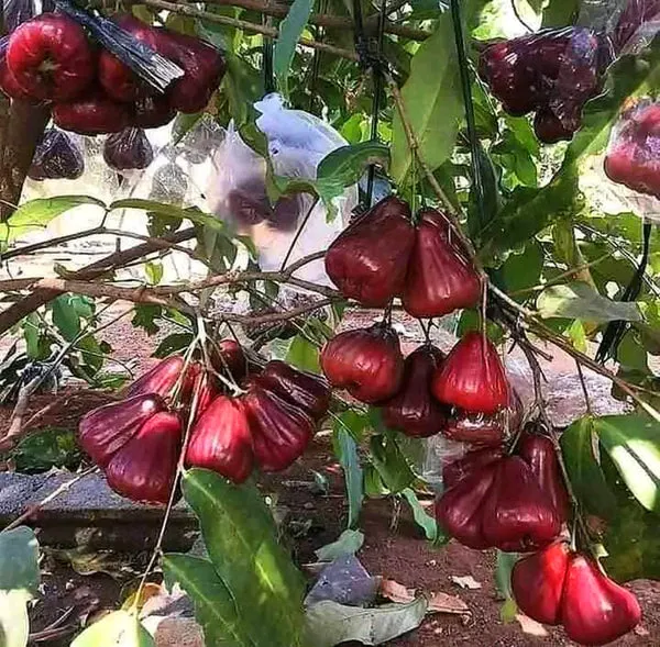 Dalhari_Chamba_Exotic_Fruit_Plant_(Syzygium_Samarangense)