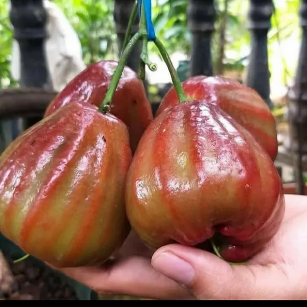 Dalhari_Chamba_Exotic_Fruit_Plant_(Syzygium_Samarangense)