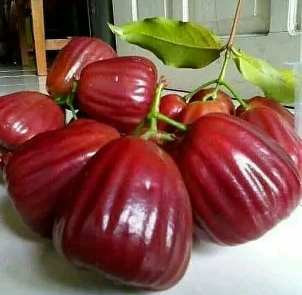 Dalhari_Chamba_Exotic_Fruit_Plant_(Syzygium_Samarangense)