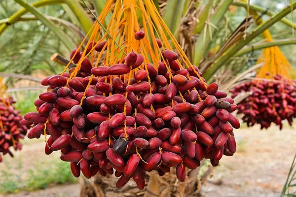 Date_Palm-_Fruit_Plants_&_Tree_3.5_Year_Old_Plant_(3-4_Feet_Size)