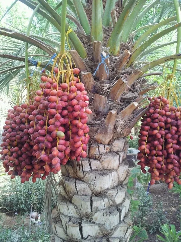 Date_Palm-_Fruit_Plants_&_Tree_3.5_Year_Old_Plant_(3-4_Feet_Size)
