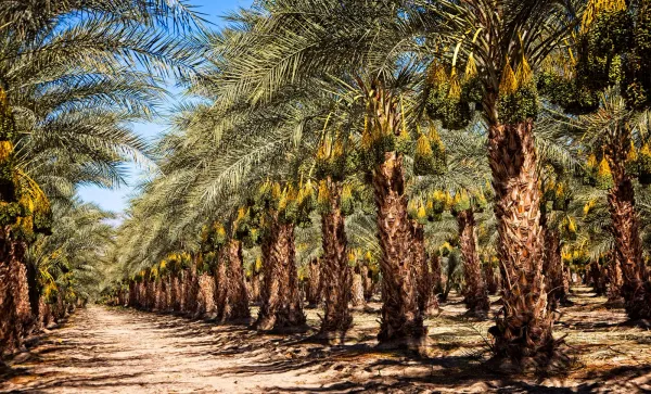 Date_Palm-_Fruit_Plants_&_Tree_3.5_Year_Old_Plant_(3-4_Feet_Size)