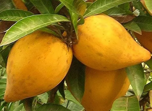 Egg_Fruit_Plant_Pouteria_Campechiana,_Canistel__Plant