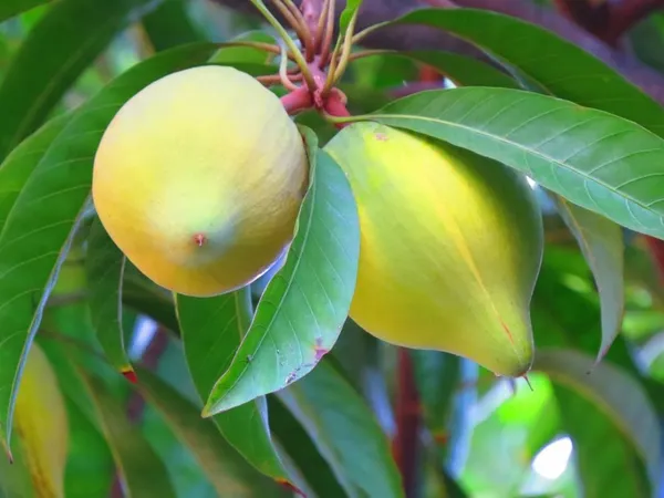 Egg_Fruit_Plant_Pouteria_Campechiana,_Canistel__Plant