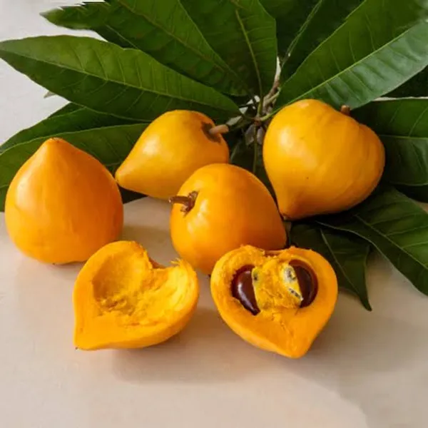 Egg_Fruit_Plant_/_Grafted_Outdoor_Plant