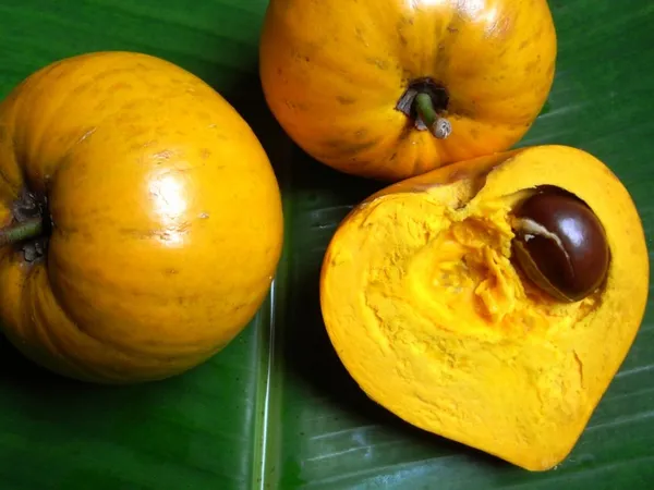 Egg_Fruit_Plant_/_Grafted_Outdoor_Plant
