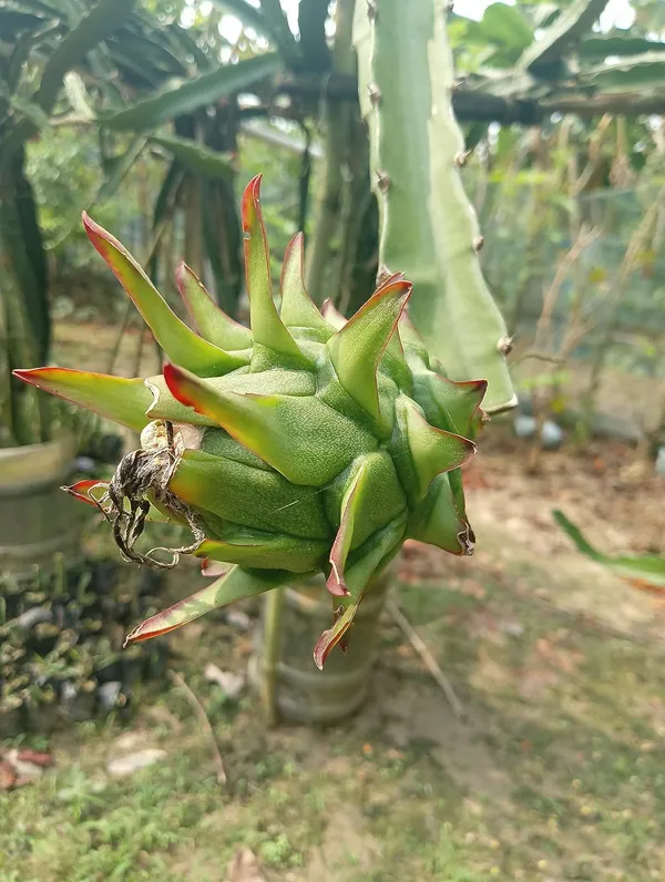 Red_Dragon_Plant_(Pack_Of_1)