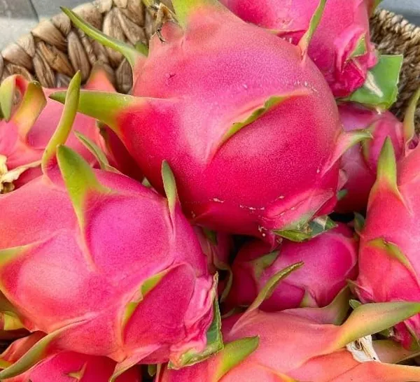 Red_Dragon_Plant_(Pack_Of_1)