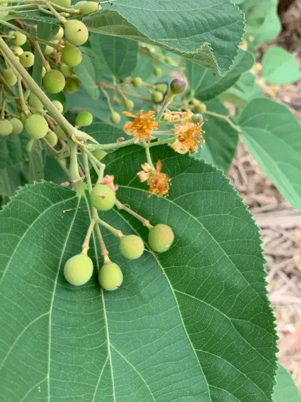 Falsa_Fruit__Plant/Falsa_Berry_Fruit_(Air_Layering/Grafted)__Plants_&_Tree