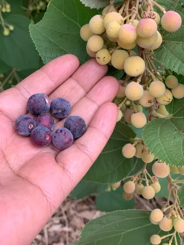 Falsa_Fruit__Plant/Falsa_Berry_Fruit_(Air_Layering/Grafted)__Plants_&_Tree