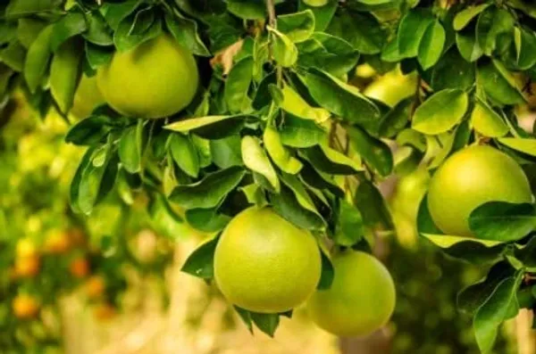 Sweet_Thai_Pomelo_Citrus_Lemon_Kambili_Naranga_?_High_Yield_Batabi_Lemon_Fruit_1__Plant